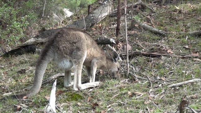 Grampians Clematis Falls Mpeg 4 HD смотреть онлайн