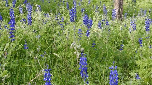 Lupinus и lupus. Люпин и волк. Что общего? смотреть онлайн