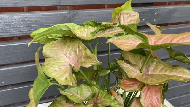 25cm Syngonium Pink Flecked | Rare House Plant | 15cm Pot | 25cm Height