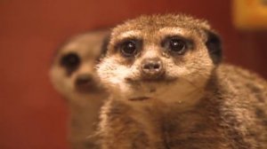 Zoboomafoo 133 - Sand Creatures (Full Episode)