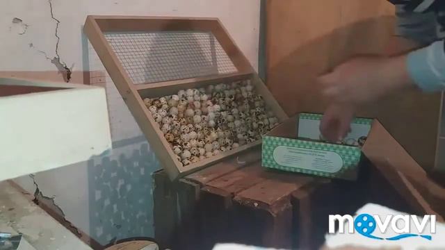 Совмесная инкубация куриного гусиного утиного и перепелиного яйца / смотреть онлайн