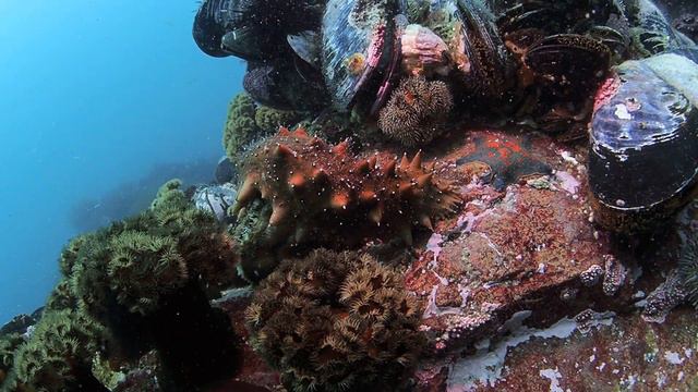 Трепанг на охоте / о. Желтухина залив Петра Великого