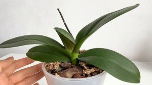 ОРХИДЕЯ ОТЦВЕЛА. Что дальше? ПОДРЕЗКА ЦВЕТОНОСА и дальнейший уход