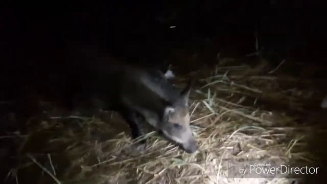 Кабаны. Остров Джарылгач. смотреть онлайн