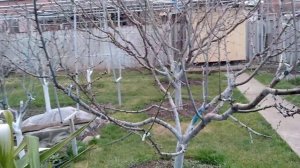 Прививка персика.Четыре сорта на одном дереве, в том числе слива ТО ЧЕ САН.