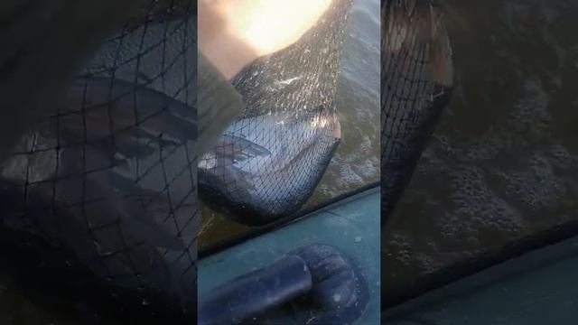 #Астрахань#рыбалка#бахтемир смотреть онлайн