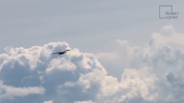 Harpy Eagle | The harpy eagle is a fearsome predator, a loyal partner, and a nurturing parent. смотреть онлайн