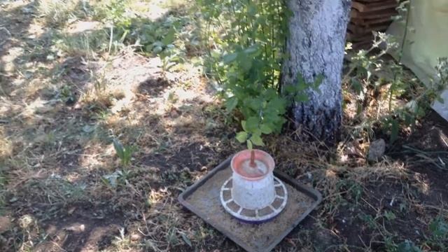 Как мы содержим белых уток. смотреть онлайн