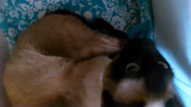 Кошка рожает котят смотреть онлайн