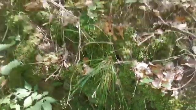 Грибы моховики поперли,корзина за один час.282.