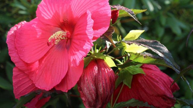 Honeymoon Hibiscus 333