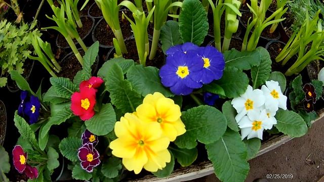 Сенсация!!! Примула новинка и ее отличительные особенности!!! смотреть онлайн