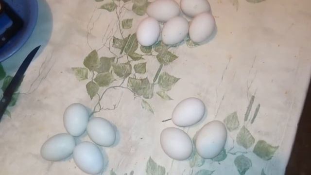 Отчёт по оплоду Легбаров, Мускусной утки и моих кур смотреть онлайн