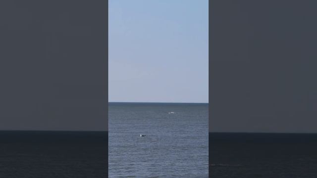 Белуха выпрыгивает из воды. Белое море. смотреть онлайн