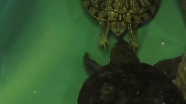 Черепашка самец не сдается!) / Экстремальные брачные игры красноухих черепах смотреть онлайн