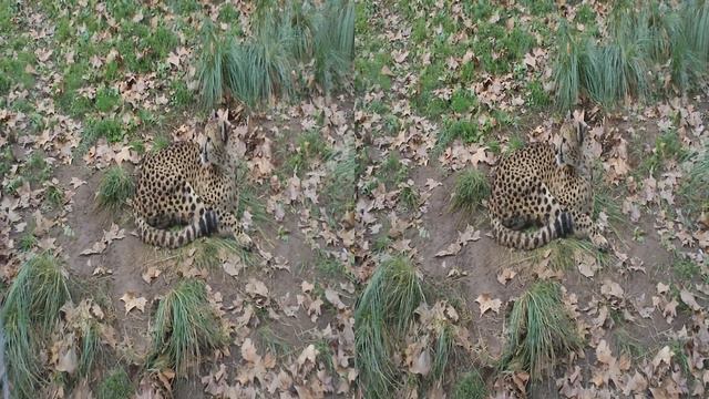 Cheetah in the Barcelona zoo in 3D SBS video. смотреть онлайн