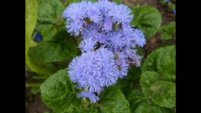 АГЕРАТУМ ХОУСТОНА - ПОЛЕЗНЫЕ СВОЙСТВА смотреть онлайн