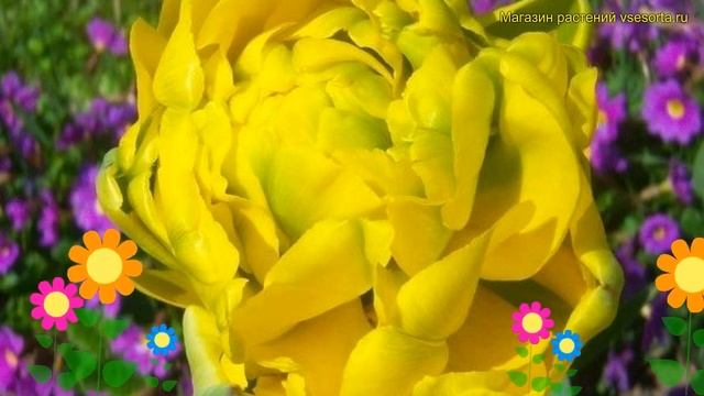Тюльпан махровый Монте карто. Краткий обзор, описание характеристик tulipa Monte Carlo смотреть онлайн