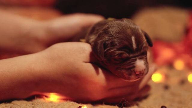 American Pitbull Terrier puppy 28.10.2019 Щенки американского питбультерьера . смотреть онлайн