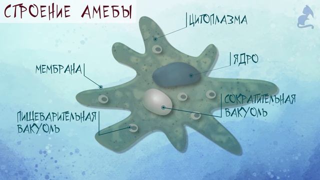 Биология. Амеба обыкновенная (амеба протей). Amoeba.