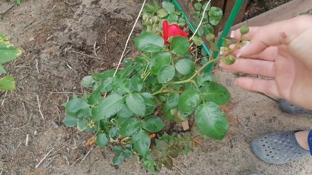 Работаем. Решили съездить по грибы. смотреть онлайн