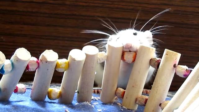 Роскошные усы крысы / Luxurious Rat Vibrissae