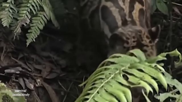 FULL VIDEO 200 days of survival, skills, boar traps, squirrel shooting, wilderness survival смотреть онлайн