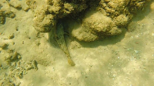 Каменный групер меняет укрытие. Индийский океан. Шри-Ланка. Январь 2018г. (ВИДЕО: Шахов А. В.) смотреть онлайн