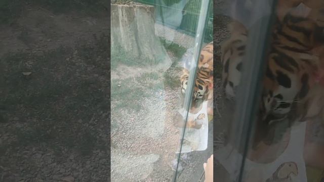 Тигр Зоопарк Алматы смотреть онлайн