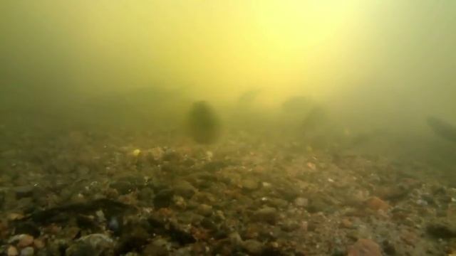 Perch Swim Against The Current смотреть онлайн