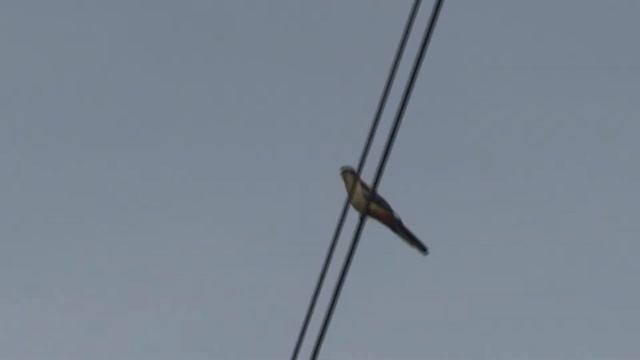 Northern Rosella (Platycercus venustus) смотреть онлайн