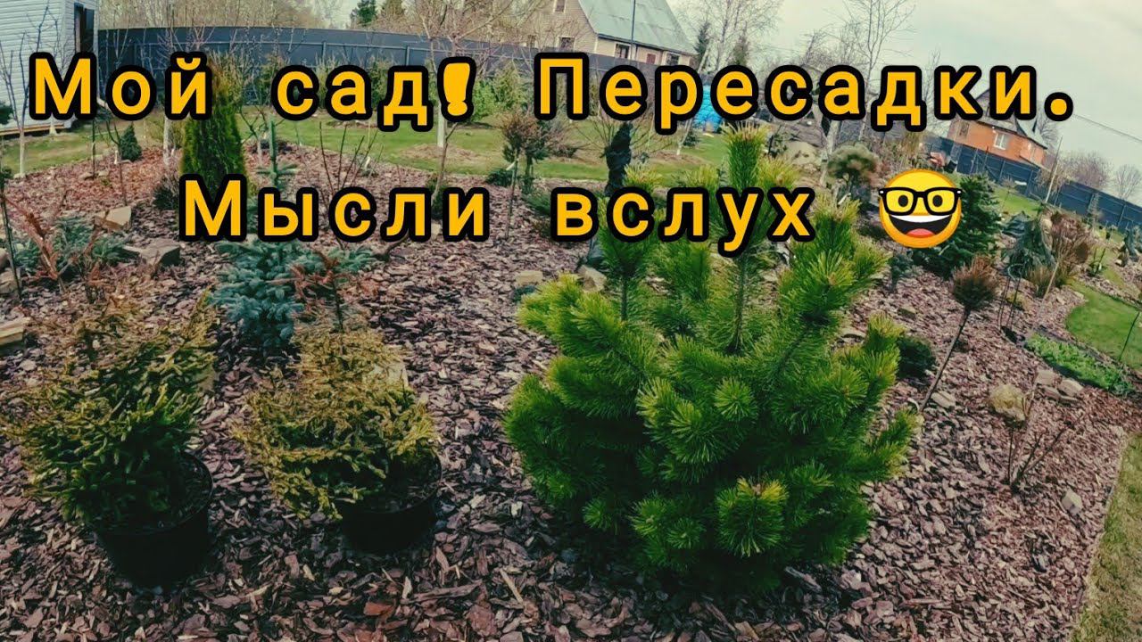 Пересадки в моём хвойном саду!Мысли вслух! 21.04.2024г смотреть онлайн