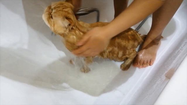 купаем экзотов 