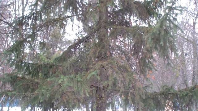 Кормушки. Сюжет 9 смотреть онлайн