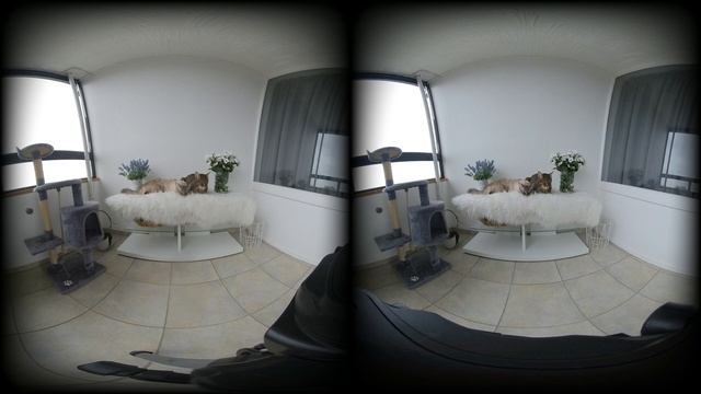 3D 180° Cats for Meditation and Calming Down Stress Relief VR-Meditation смотреть онлайн
