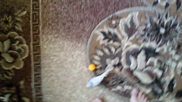 30 минут до смерти. Попугай кеша возраст 1 год смотреть онлайн