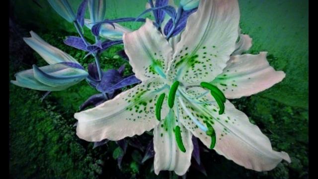 Твои небеса и Твоя земля