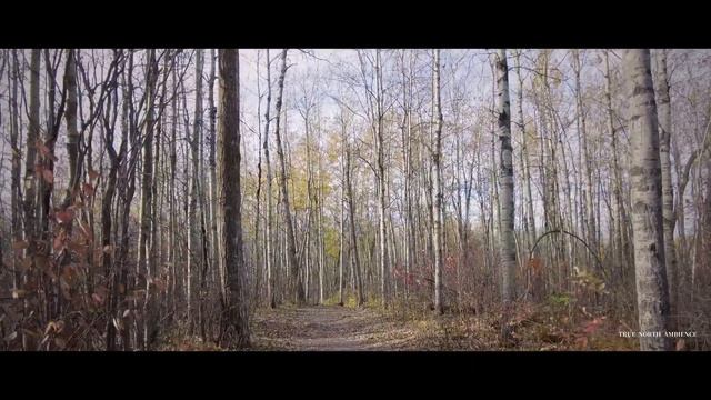 ?? 4K Relaxing Nature Ambience ?️Calm Birdsong Hiking Autumn Forest ? Sleep Meditation