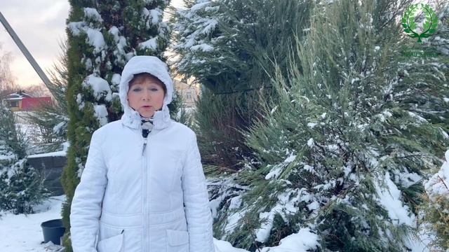 Уход за розами после зимы. Черные и Обгрызанные мышами побеги. Питомник ? и ? Е. Иващенко смотреть онлайн