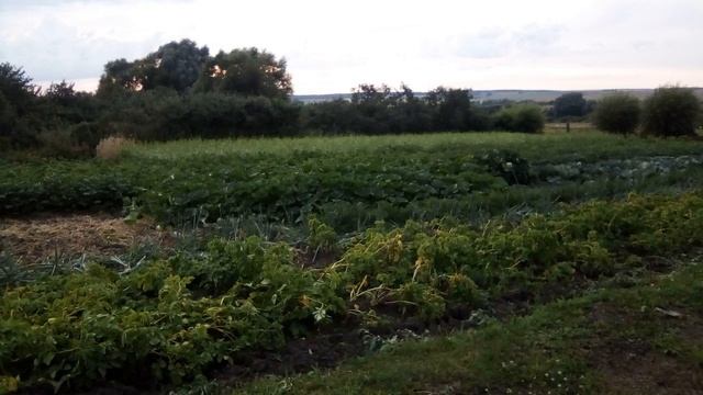 Мой метод протравливания горчицы работает. Сегодня 35 дней Скашиваем .Что посеять сейчас? смотреть онлайн