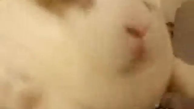Это видио было снято мною 2015 года вкадре мой кролик умиршей 😭😭😭😭