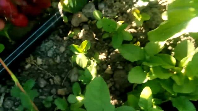 Клубника сорт Купчиха смотреть онлайн