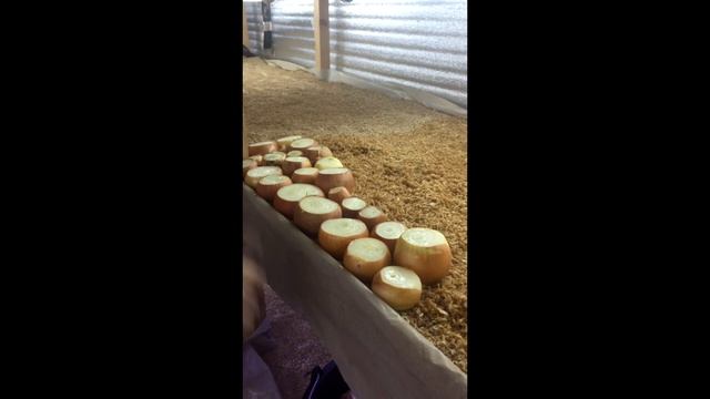 Выгонка лука на перо с нуля!!!! смотреть онлайн