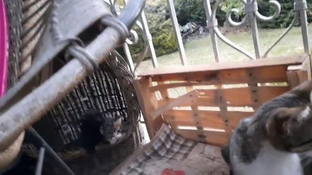 18.09.2023. Котятам 1 месяц от роду.