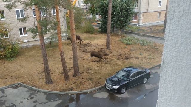 Зареченец снял на видео схватку лосей смотреть онлайн