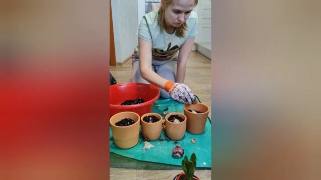 Посадка тюльпанов и гиацинтов?в глиняные горшки/ Хочется Весны на подоконниках? смотреть онлайн