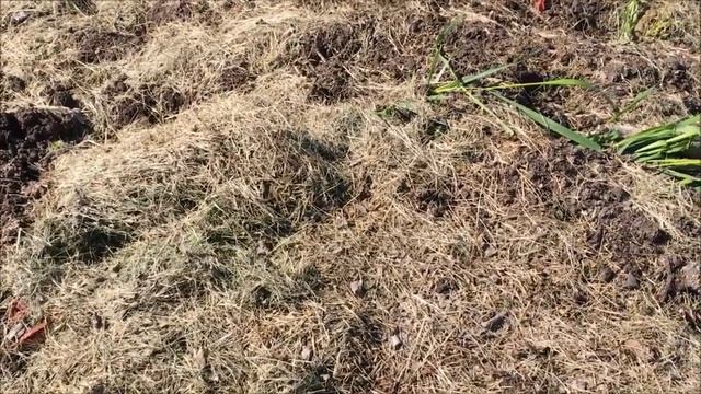 Скошенная трава для мульчи и зеленого удобрения смотреть онлайн