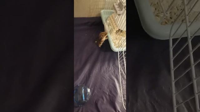 Боня сама зашла в домик смотреть онлайн