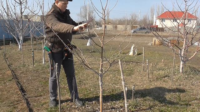 Обрезка 3-летней яблони для начинающих