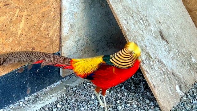 Домашние фазаны зимой смотреть онлайн